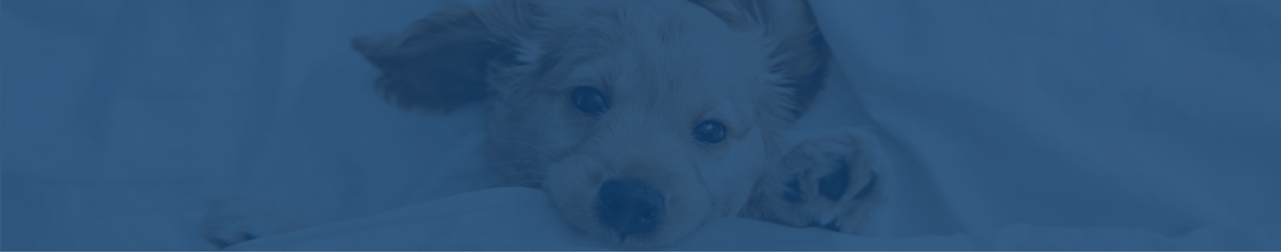 Dog Background Image