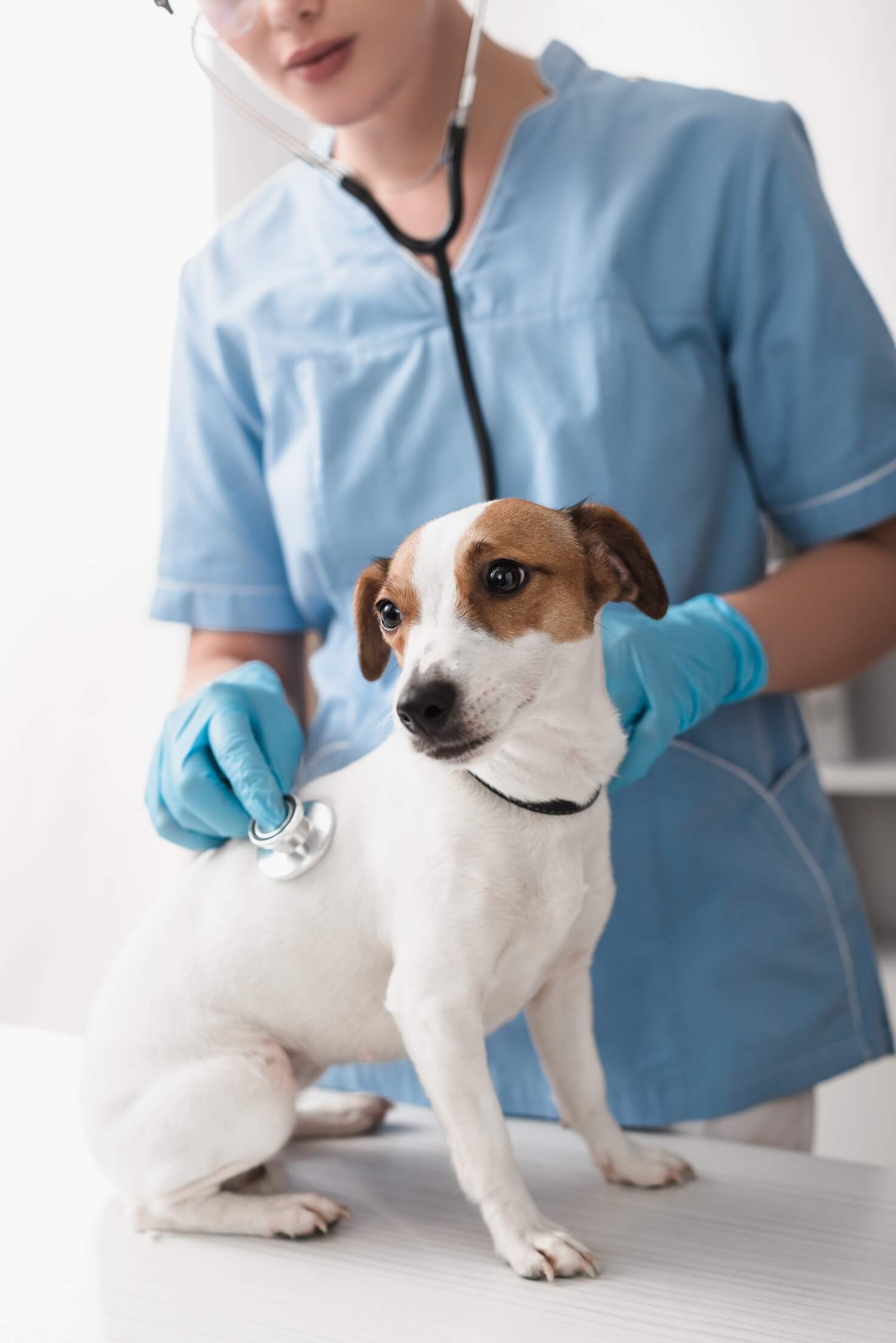 vet examining jack russel terrier