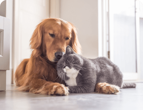 pets playing image