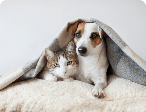 pets playing image