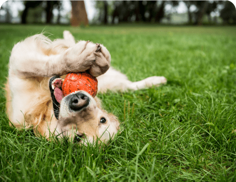 dog playing image