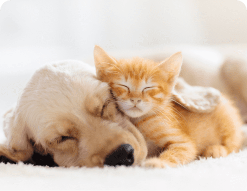 pets playing image