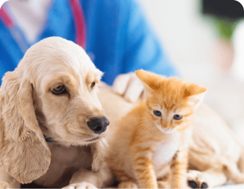 pets playing image