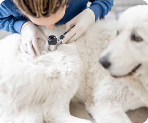 pet preventive care image
