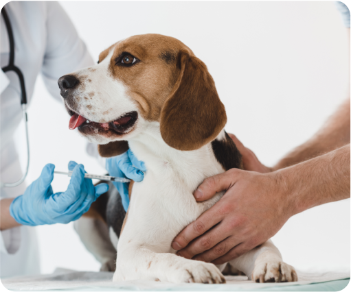 pet preventive care image
