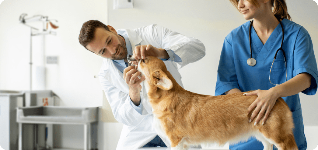 Vet with dog image