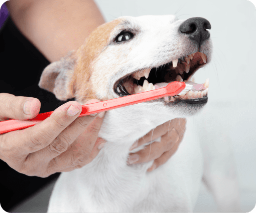 dog inspection image