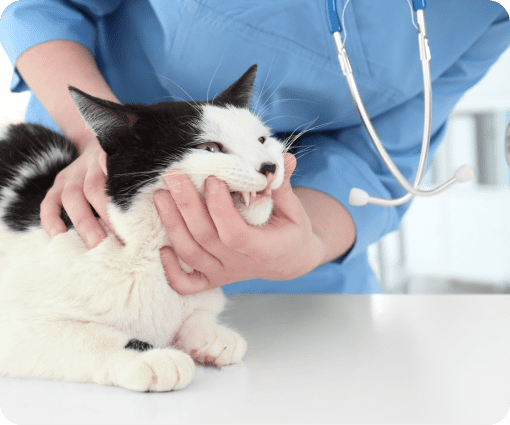 cat inspection image