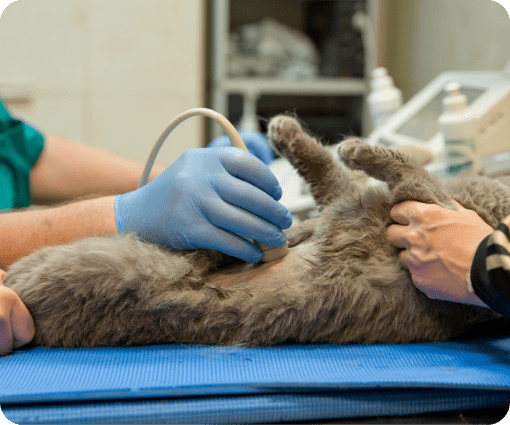 pet diagnoses image