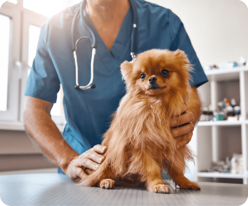 pet diagnoses image