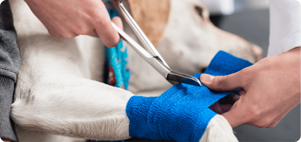 pet emergency treatment image
