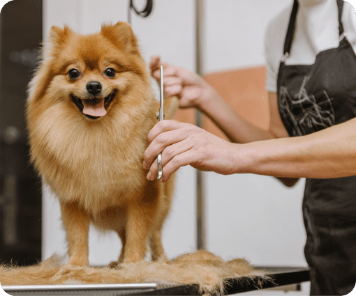 pet grooming image