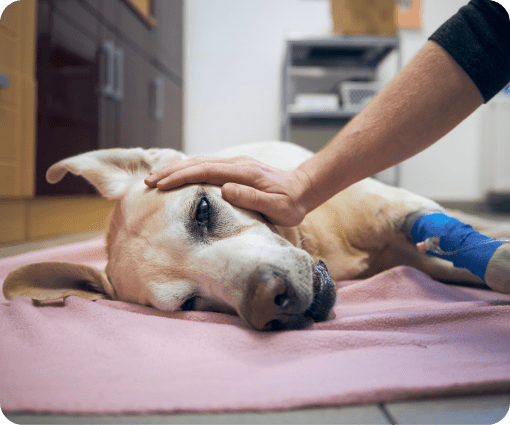 pet treatment image