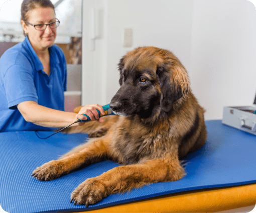 pet treatment image