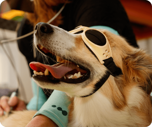 pet treatment image