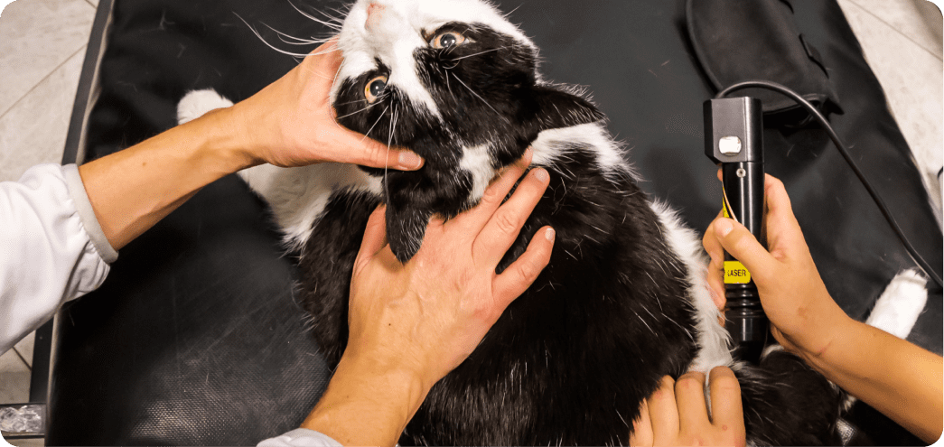 pet treatment image