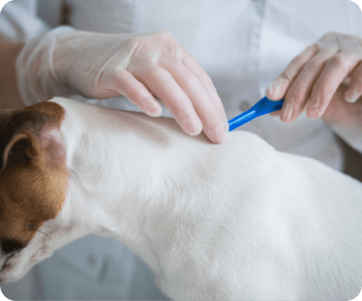 parasite testing image