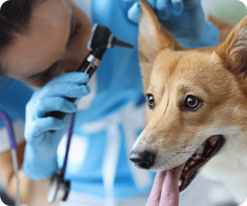 pet allergy testing image