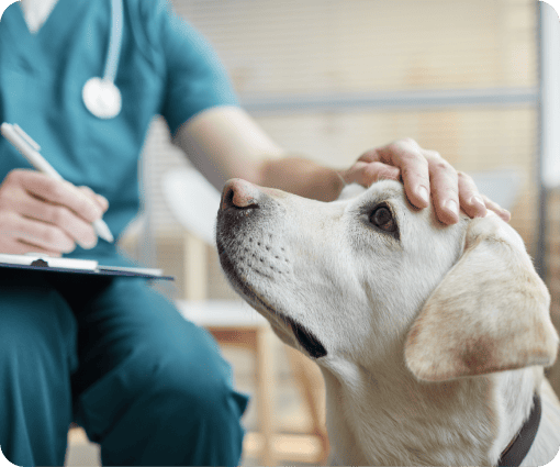 pet allergy testing image