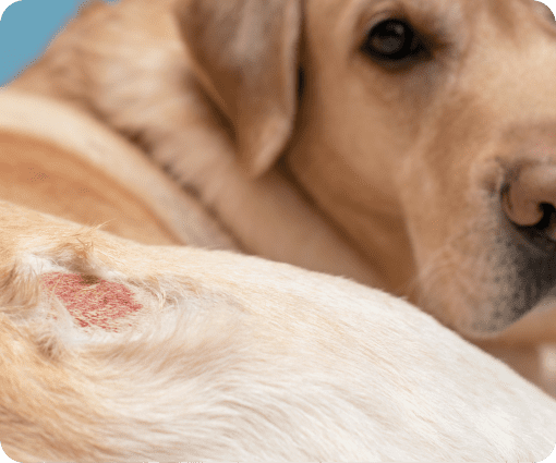 pet dermatology image