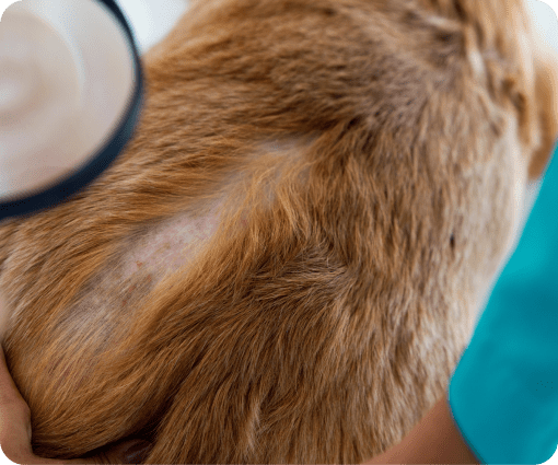 pet dermatology image