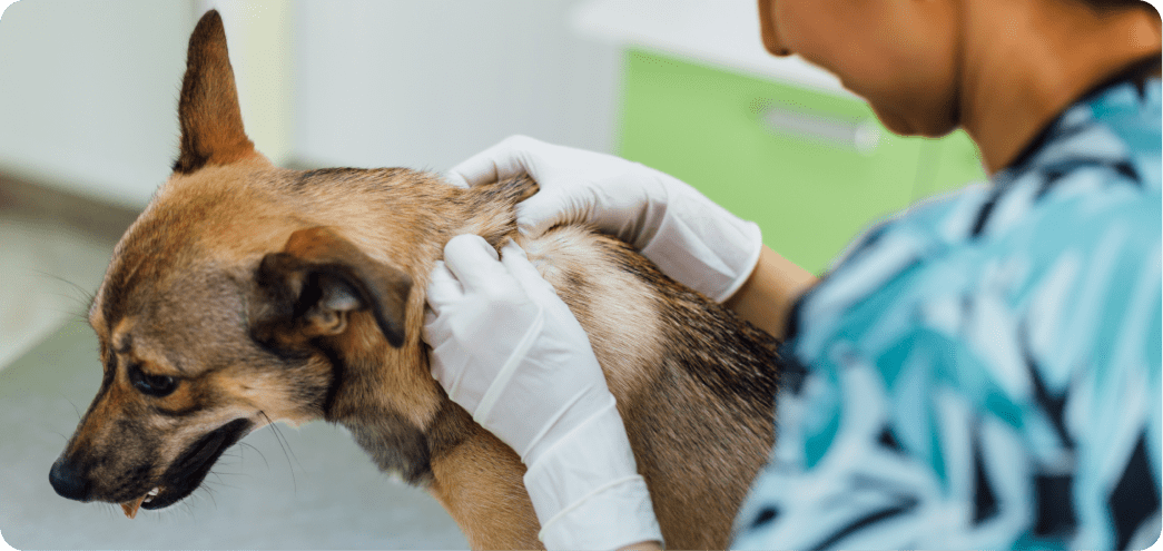 pet dermatology image