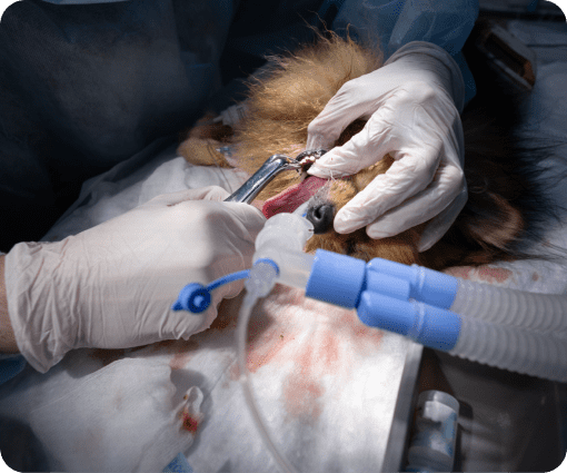pet periodontal disease image