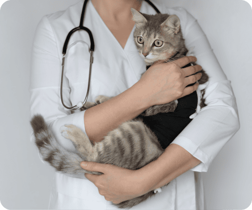 pet spraying and neurtering image