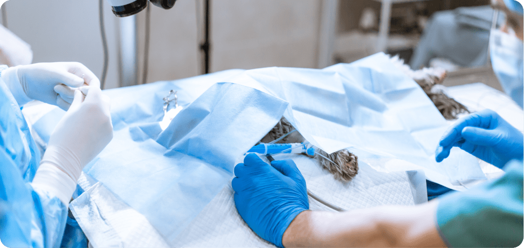pet surgery image