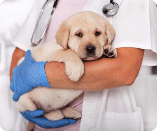 puppy and kitty care image
