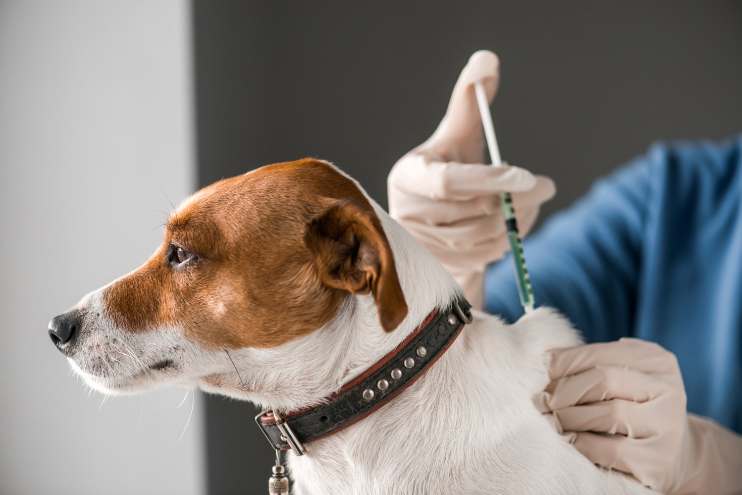 pet vaccination image